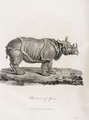 Rhinoceros - Bruce James Talbert