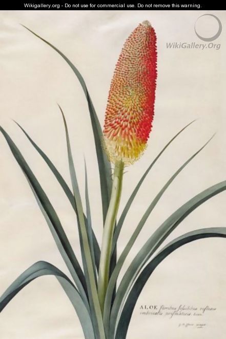 Aloe - Georg Dionysius Ehret