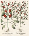 Piper Indicum Minimum Erectum, Piper Indicum Bisfurcata Siliqua - Basilius Besler