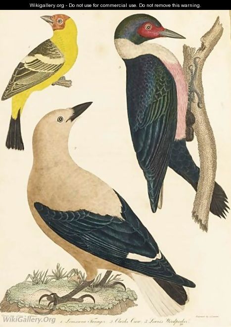 The Natural History Of The Birds Of The United States - Alexander Wilson