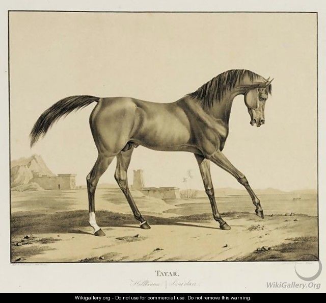 Stud-Farm Horses Of Oriental Breed - After) Rudi Kuntz