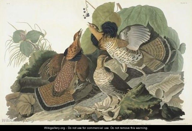 Ruffed Grous (Plate 41) - John James Audubon