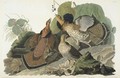 Ruffed Grous (Plate 41) - John James Audubon