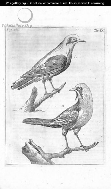 Birds - Francesco Ginanni