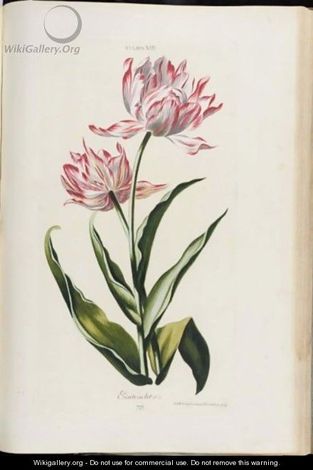 Tulip - Christoph Jakob Trew