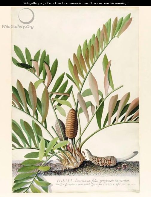 Palma Americana foliis polygonati brevioribus, leviter serratatis and non nihil spinosis, trunco crasso - Georg Dionysius Ehret