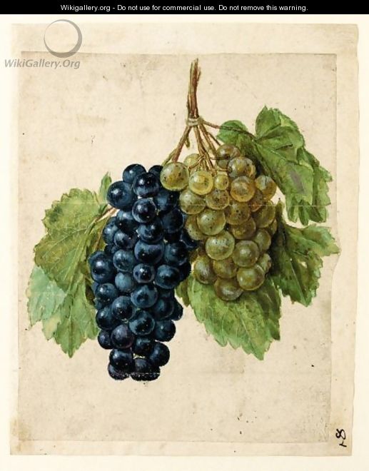 Two Bunches Of Grapes, One Black And One White - (after) Le Moyne, Jacques (de Morgues)