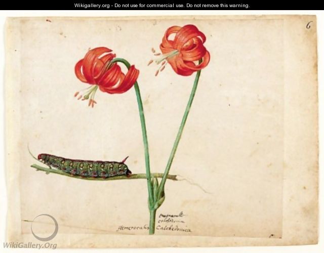 A Sheet Of Studies With Two Day Lilies And A Caterpillar - Jacques (de Morgues) Le Moyne