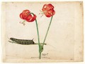 A Sheet Of Studies With Two Day Lilies And A Caterpillar - Jacques (de Morgues) Le Moyne
