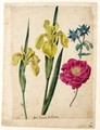 A Sheet Of Studies Of Flowers A Borage, A French Rose And Two Wild Irises 'Yellow Flag' - Jacques (de Morgues) Le Moyne