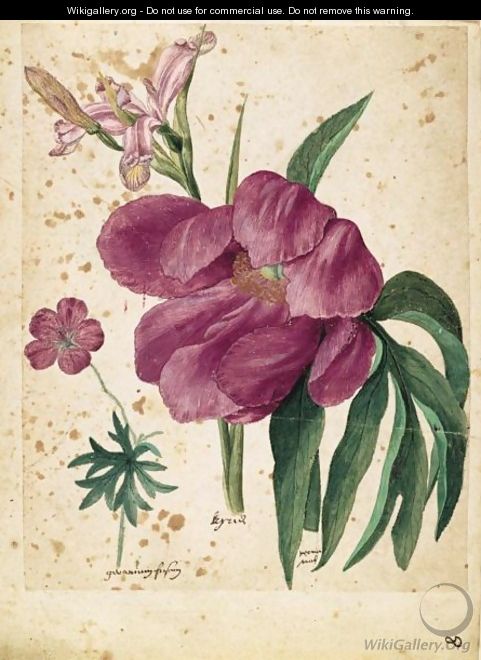 A Sheet Of Studies Of Flowers A Peony, A Spanish Iris And A Wild Geranium - Jacques (de Morgues) Le Moyne