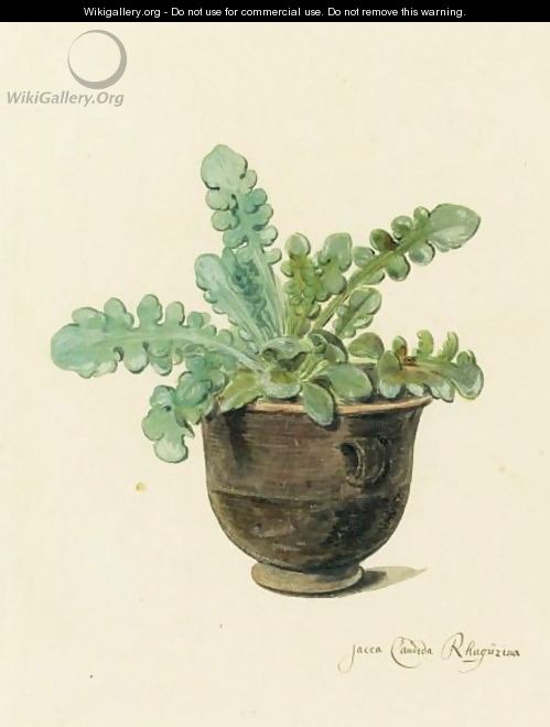 A Succulent In A Pot - Arnoldus Syens
