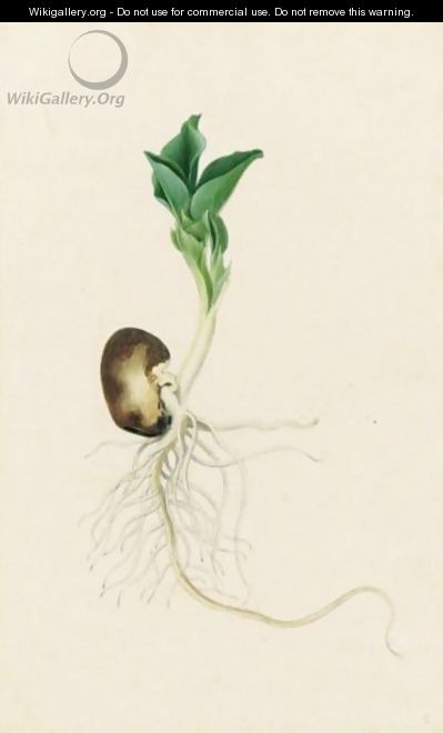 Study Of A Sprouting Bean - Jacob L