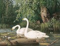 Whooper Swans On A Lake - Ferdinand Von Wright