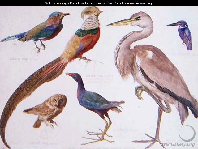 Studies of Birds from the Bootle Museum, Liverpool - Florence Emily Bark