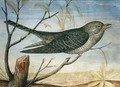 A Cuckoo perched on a Branch - Carlo Battaglia