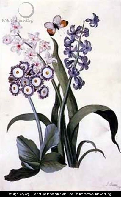 Semi-Double White and Blue Hyacinths with Hybrid Auricula and an Orange-Tip Butterfly - J. Battie