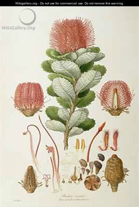 Banksia coccinea, from 