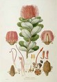 Banksia coccinea, from 'Illustrationes Florae Novaie Hollandiae' - Ferdinand Bauer