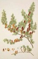 Pinus microcarpa, c.1790, from a bound volume of watercolours composed for Alymer Bourke Lambert