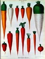 Carrots, Table IV from the 'Album Benary' - Ernst Benary