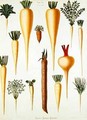 Turnips, Tab XII from the 'Album Benary' - Ernst Benary