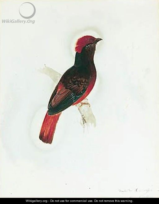 A Red Chatterer - Edward Lear