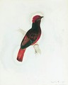 A Red Chatterer - Edward Lear