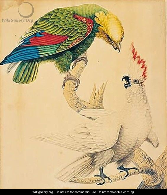 A Parrot And A Cockatoo - Sarah Stone