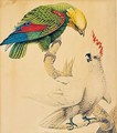 A Parrot And A Cockatoo - Sarah Stone