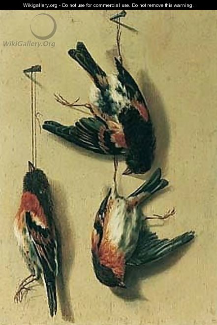 Still Life Of Song Birds - (after) William Gouw Ferguson