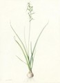 Hyacinthus Viridis - Pierre-Joseph Redouté