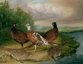 Pheasants by the River Wensum, Norfolk - James Blazeby