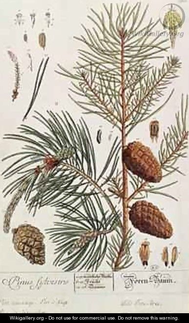 Pine Tree, from 