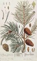 Pine Tree, from 'A Curious Herbal' - Elizabeth Blackwell
