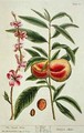 The Peach Tree, plate 101 from 'A Curious Herbal' - Elizabeth Blackwell