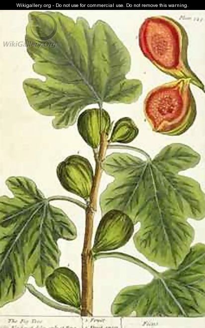 The Fig Tree, plate 125 from 