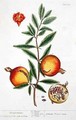 Punica granatum, from 'A Curious Herbal' - Elizabeth Blackwell