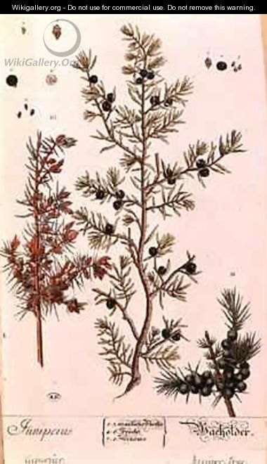Juniper (Juniperus) plate from the German edition of 