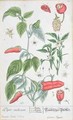 Guinea Pepper (Piper Indicum) plate 129 from the German edition of 