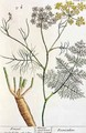 Fennel, plate 288 from 'A Curious Herbal' - Elizabeth Blackwell
