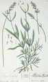 Lavender Spike, plate from 