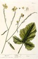 Mustard, plate 446 from 'A Curious Herbal' - Elizabeth Blackwell