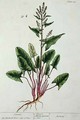 Sorrel, plate 230 from 'A Curious Herbal' - Elizabeth Blackwell