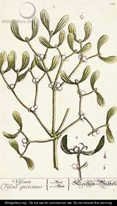 Mistletoe from 