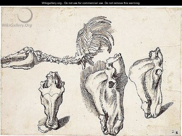 Studies Of The Skeleton And Skull Of A Horse - Sinibaldo Scorza
