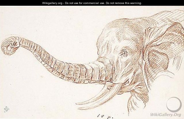 Study Of The Head Of An Elephant - Charles-Nicolas II Cochin