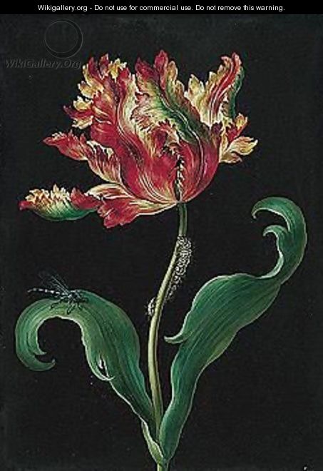 A Yellow And Red Tulip With A Dragonfly And A Caterpillar - Barbara Regina Dietzsch