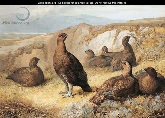 Grouse On The Moor - Archibald Thorburn
