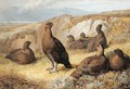 Grouse On The Moor - Archibald Thorburn